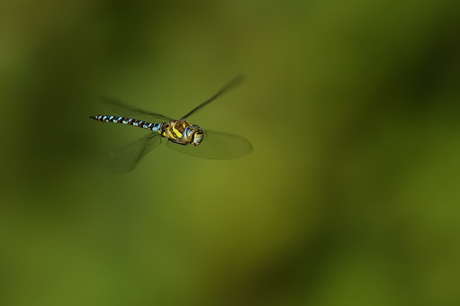 Aeshna mixta in volo